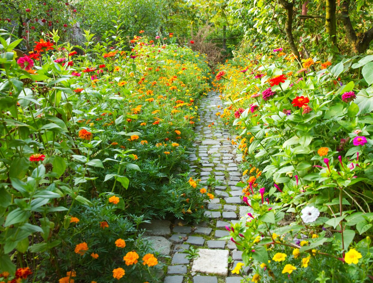 Sentier-etroit-dans-jardin-entoure-beaucoup-fleurs-colorees_